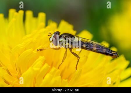 Die weibliche Langfliege Sphaerophoria scripta sitzt auf einem Löwenzahn. Stockfoto