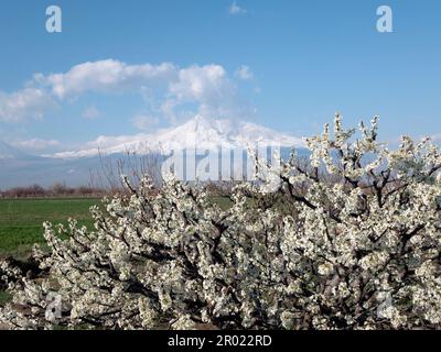 Der Obstbaum befindet sich im Hintergrund des Ararat Mountain, der mit Schnee bedeckt ist, und ist selektiv ausgerichtet. Der Aprikosenbaum blüht Stockfoto