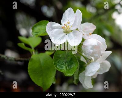 Weiße Blume in Blüte, von Regentropfen bedeckt, selektiver Fokus. Apfelbaum-Ast, Nahaufnahme. Frühling und Sommersaison Stockfoto