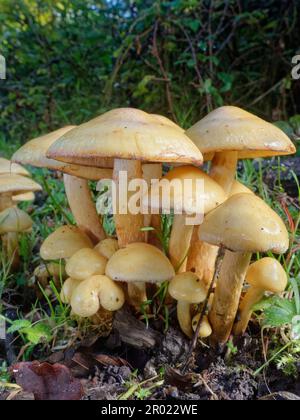 Alder Scalycap (Pholiota alnicola) Pilze, die aus begrabenen Stümpfen in einer Waldrodung am Flussufer wachsen, New Forest, Hampshire, Großbritannien, Oktober. Stockfoto