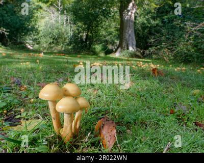 Alder Scalycap (Pholiota alnicola) Pilze, die aus begrabenen Stümpfen in einer Waldrodung am Flussufer wachsen, New Forest, Hampshire, Großbritannien, Oktober. Stockfoto