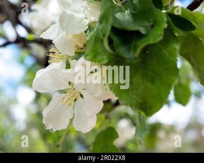 Äpfel blühen in voller Blüte mit Regentropfen, aus der Nähe. Blütezeit. Der Baum platzt in Blüte, selektiver Fokus Stockfoto