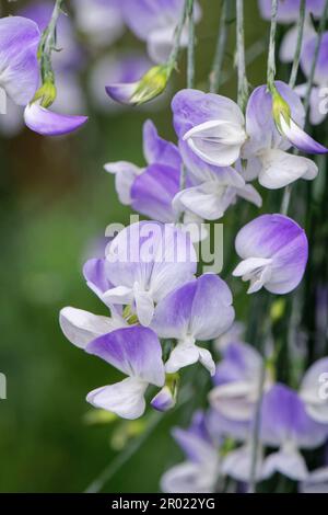 Weinender blauer Besen (Psoralia fleta), heimisch in Ost- und Südafrika, blühend in Cornwall, UK. Stockfoto