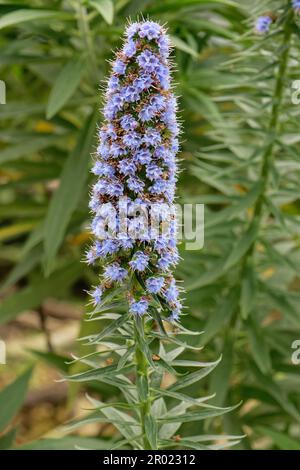 Blauer Bugloss (Echium webbii), endemisch in La Palma, blüht im mediterranen Biome-Dom im Eden Project, Cornwall, Vereinigtes Königreich, April. Stockfoto