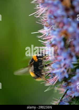 Dunkelhaubige Hummel (Bombus terrestris) Königin, die sich von Blauem Natternkopf (Echium webbii) ernährt, heimisch auf La Palma, blühend in Cornwall. Stockfoto