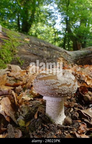 Amanita excelsa var. spissa) Fruchtkörper unter Laubstreu in Laubwäldern, New Forest, Hampshire, Vereinigtes Königreich, Oktober. Stockfoto