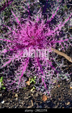 Zierkohl „Peacock Red“ (Brassica oleracea), der in einem Gemüsegarten angebaut wird, Somerset, Vereinigtes Königreich, Januar. Stockfoto
