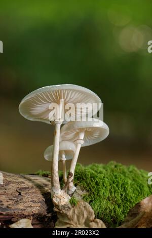 Porzellanpilzklumpen (Oudemansiella mucida), die aus einem verrottenden Buchenholz (Fagus sylvatica) wachsen, Bramshaw Wood, New Forest, Hampshire, Vereinigtes Königreich, Oktober. Stockfoto