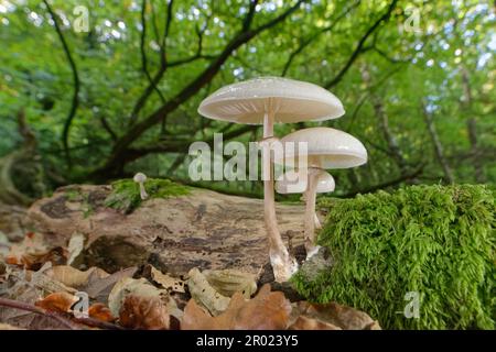 Porzellanpilzklumpen (Oudemansiella mucida), die aus einem verrottenden Buchenholz (Fagus sylvatica) wachsen, Bramshaw Wood, New Forest, Hampshire, Vereinigtes Königreich, Oktober. Stockfoto