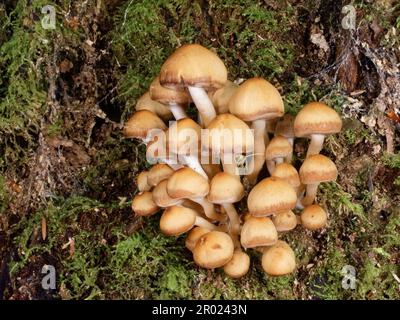 Stumpf brittlestem (Psathyrella piluliformis) Klumpen auf der mossigen Basis eines alten Buchenbaums (Fagus sylvatica), New Forest, Hampshire, Großbritannien, Oktober Stockfoto