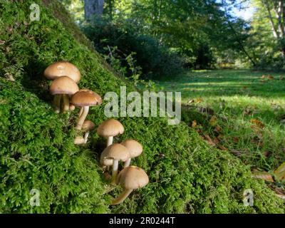 Stumpf brittlestem (Psathyrella piluliformis) Klumpen auf der mossigen Basis eines alten Buchenbaums (Fagus sylvatica), New Forest, Hampshire, Großbritannien, Oktober Stockfoto