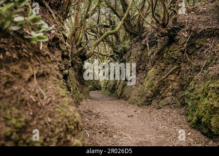 Ein malerischer Pfad durch einen Wald von Bäumen schlängelt sich über felsiges Gelände, La Gomera, Kanarische Inseln, Spanien Stockfoto