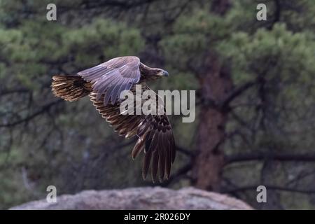 Jugendlicher Weißkopfseeadler im Eleven Mile Canyon Stockfoto