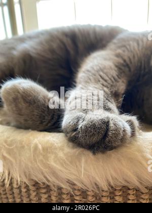 Eine Nahaufnahme einer süßen flauschigen Katzenpfote, die auf einem weichen Kissen ruht Stockfoto