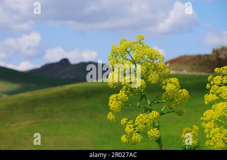 Frühlingsgelbe Wildblumen und ländliche Landschaft in Sizilien, Italien Stockfoto