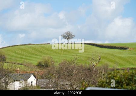 Die englische Landschaft, ein einzelner isolierter Baum auf einem Grasfeld, mit einem blauen Himmel im Hintergrund Stockfoto