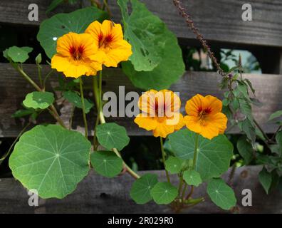 Tropaeloum Majus, Nasturtium-Blumen mit einem Insekt drauf. Stockfoto