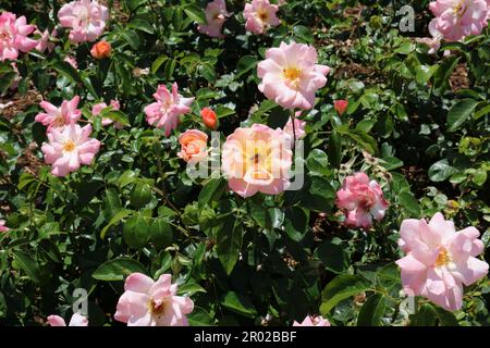 Eine Gruppe heller und glänzender Rosenbüsche mit einer Fülle von Blumen, mit einer Wespe, die Pollen von der mittleren Blume sammelt Stockfoto