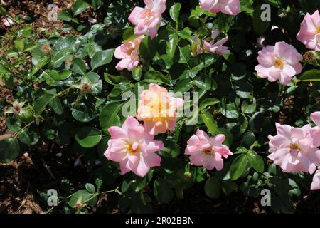 In Hale's Corners, Wisconsin, USA, gibt es leuchtende und glänzende Rosenbüsche mit einer Fülle von Blumen Stockfoto