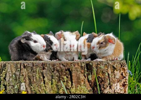 Meerschweinchen (Caviidae), 1 Tag alt, 4 glatte Haare und 1 US-Teddybär Stockfoto