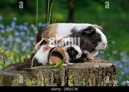 Meerschweinchen (Caviidae), 1 Tag alt, 4 glatte Haare und 1 US-Teddybär Stockfoto