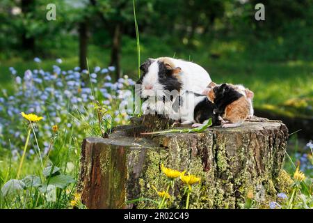 Meerschweinchen (Caviidae), 1 Tag alt, 4 glatte Haare und 1 US-Teddybär Stockfoto