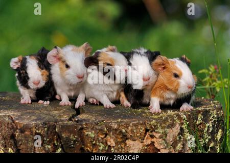 Meerschweinchen (Caviidae), 1 Tag alt, 4 glatte Haare und 1 US-Teddybär Stockfoto