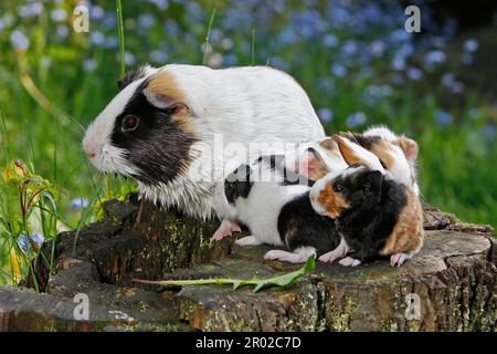 Meerschweinchen (Caviidae), 1 Tag alt, 4 glatte Haare und 1 US-Teddybär Stockfoto