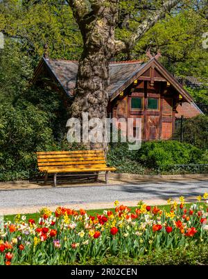 Gelbe und lila Tulpen in einem Bett im Park, Berlin, Deutschland Stockfoto