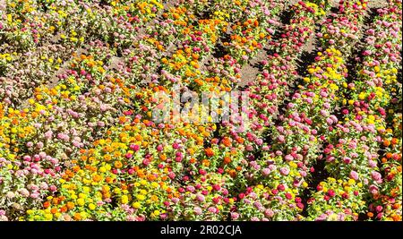 Tagetes farbigen Feld, während Frühjahrssaison kultiviert Stockfoto