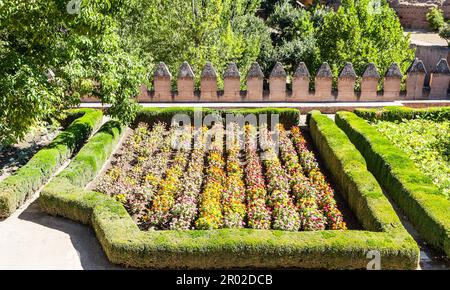 Tagetes farbigen Feld, während Frühjahrssaison kultiviert Stockfoto