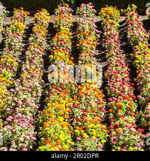 Tagetes farbigen Feld, während Frühjahrssaison kultiviert Stockfoto