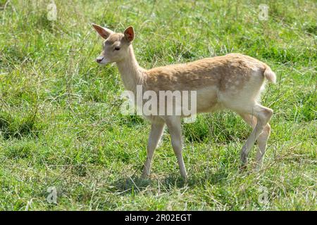 Junger Brachhirse, der im Gras läuft Stockfoto
