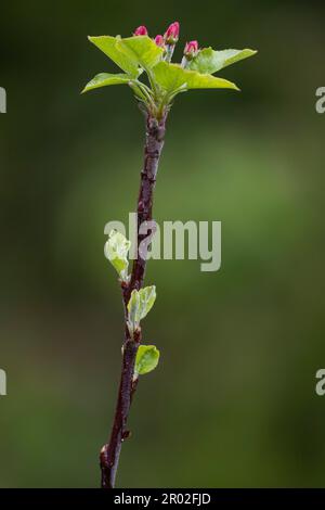 Apfelbaum (Malus domestica) im Frühjahr, Deutschland Stockfoto