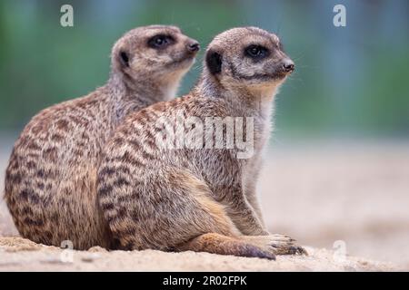 Meerkat (suricata suricatta), Captive, Zoo, Wilhelma, Stuttgart, Baden-Württemberg, Deutschland Stockfoto