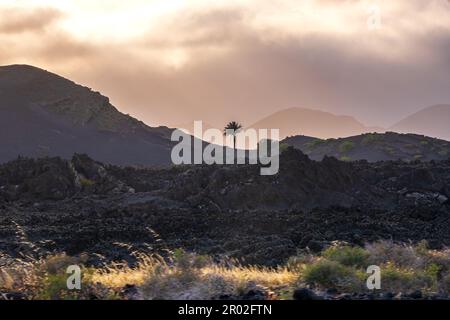 Timanfaya-Nationalpark, Lanzarote, Kanarische Inseln, Spanien - eine Palme in einer vulkanischen Landschaft Stockfoto