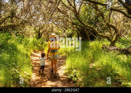 Spaziergang entlang des Lorbeerwaldpfads in einer üppigen grünen Landschaft in La Llania auf El Hierro, Kanarische Inseln Stockfoto