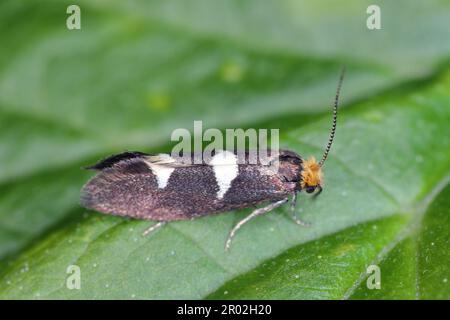 Gefiedertes Blattschneider (Incurvaria masculella), Motte der Familie Incurvariidae. Raupen sind Schädlinge, Parasiten vieler Pflanzen. Stockfoto