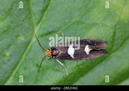 Gefiedertes Blattschneider (Incurvaria masculella), Motte der Familie Incurvariidae. Raupen sind Schädlinge, Parasiten vieler Pflanzen. Stockfoto