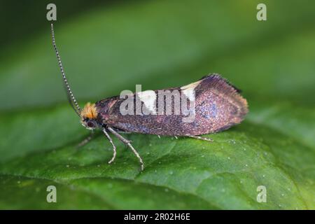 Gefiedertes Blattschneider (Incurvaria masculella), Motte der Familie Incurvariidae. Raupen sind Schädlinge, Parasiten vieler Pflanzen. Stockfoto