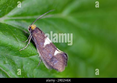 Gefiedertes Blattschneider (Incurvaria masculella), Motte der Familie Incurvariidae. Raupen sind Schädlinge, Parasiten vieler Pflanzen. Stockfoto