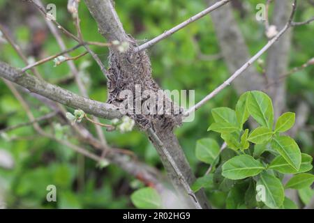 Braunschwanzraupen (Euproctis chrysorrhoea) aus dem Winternest. Wichtige Schädlinge vieler Bäume und Sträucher, einschließlich Obstbäumen. Stockfoto