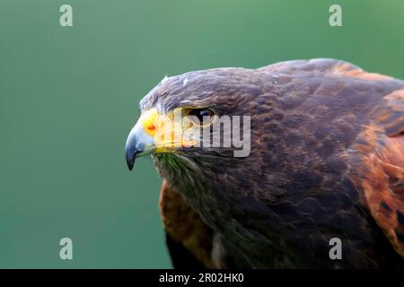 Harris-Falke (Parabuteo unicinctus), Nordamerika, Amerika Stockfoto