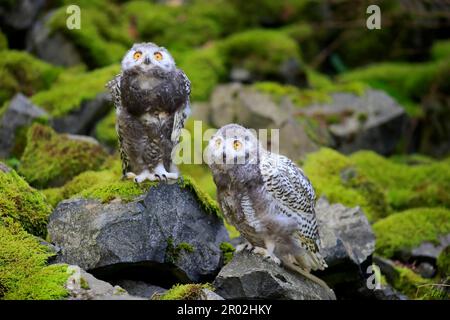 Schneeeule (Nyctea scandiaca), Jungvögel, Jungtiere, Skandinavien Stockfoto