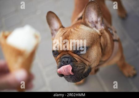 Porträt einer hungrigen, kleinen Bulldogge, die ihre Lippen leckt, während sie das Eis ansieht. Süßes kleines Haustier, das nach einem Leckerbissen fragt Stockfoto