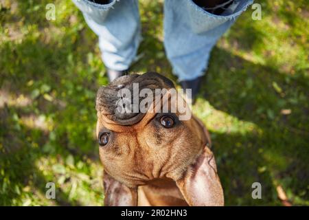 Porträt einer süßen kleinen Bulldogge, die auf den Besitzer aufblickt. Niedliches braunes Hündchen, das auf grünem Gras sitzt und von oben erschossen wird Stockfoto