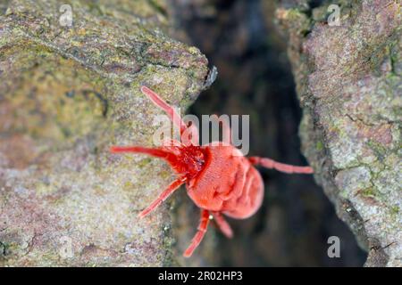 Samtmilbe, Rotmilbe, Samtmilbe (Trombidium spec., Trombidium cf. Holosericeum), die auf der Rinde sitzt. Stockfoto