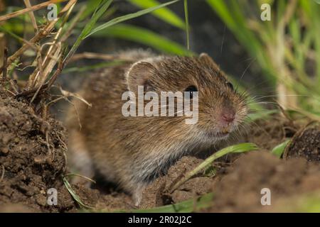 Gemeine Wolle (Microtus arvalis), Niedersachsen, Deutschland Stockfoto