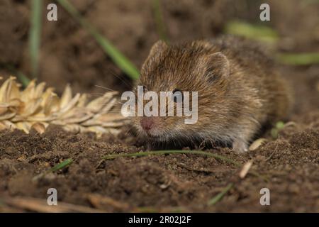 Gemeine Wolle (Microtus arvalis), Niedersachsen, Deutschland Stockfoto