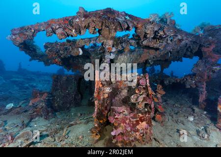 Überbau, Kyokuzan Maru, Unterwasser, Wrack, dicke Vegetation, Wirbellose Tiere (Evertebrata), wirbellose Tiere, japanisches Versorgungsschiff Stockfoto